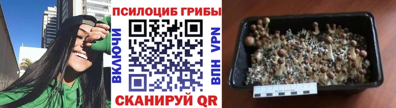 shop наркотические препараты Кострома Галлюциногенные грибы Magic Shrooms